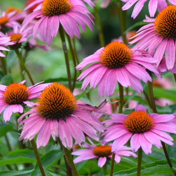 Echinacea 'Magnus'