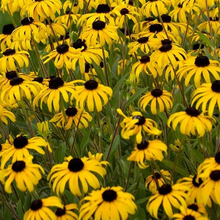 Load image into Gallery viewer, Rudbeckia American Gold Rush
