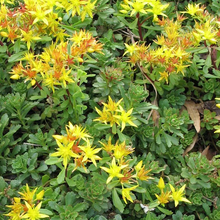 Load image into Gallery viewer, Sedum &#39;Weihenstephaner Gold&#39;
