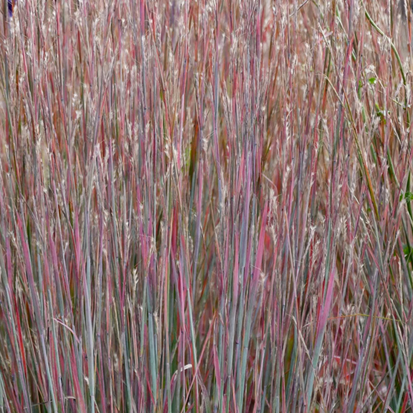 Schizachyrium scoparium 'Sandhill'