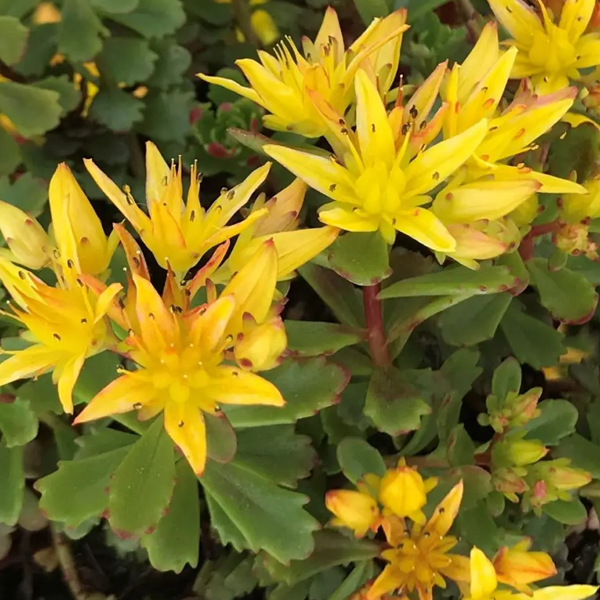 Sedum 'Weihenstephaner Gold'