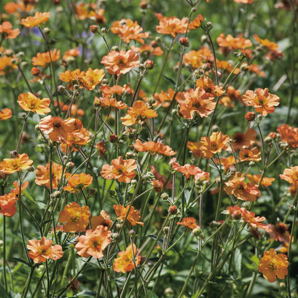 Geum 'Totally Tangerine'