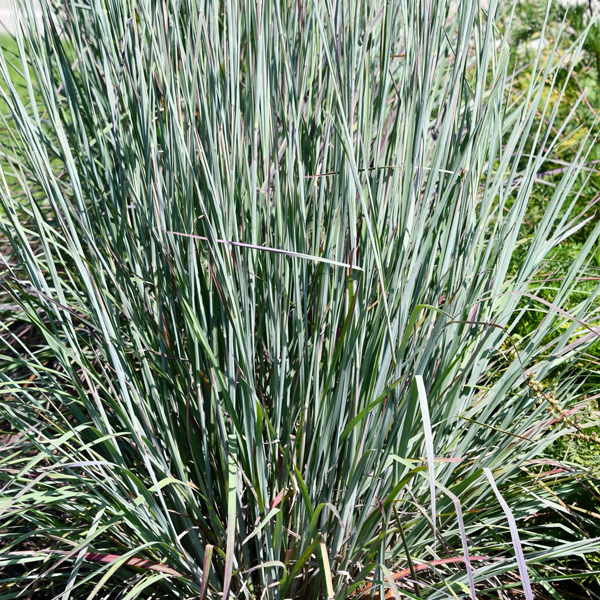 Schizachyrium scoparium 'Sandhill'