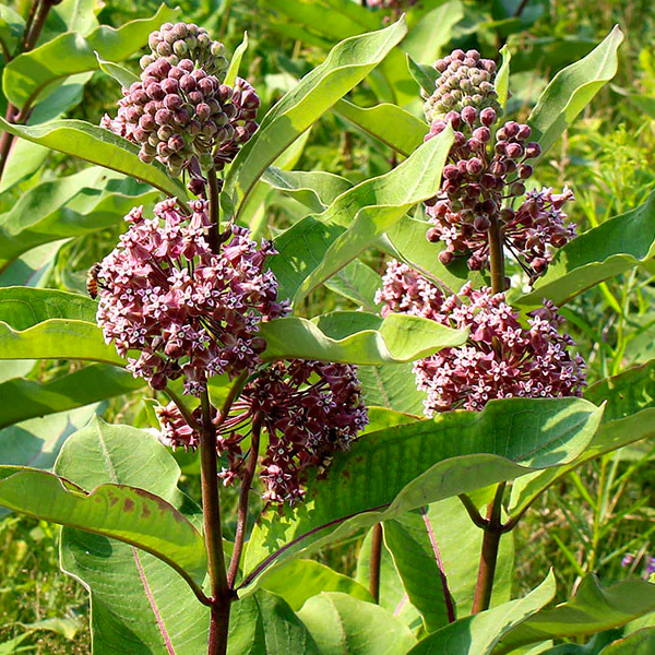 Asclepias syriaca