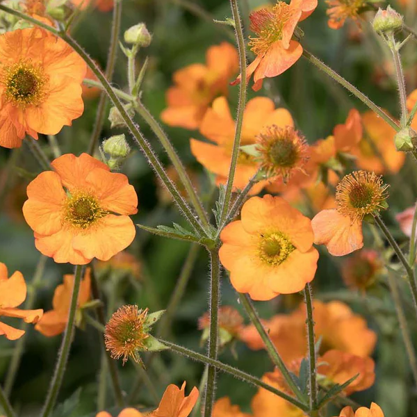 Geum 'Totally Tangerine'