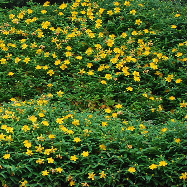Hypericum calycinum