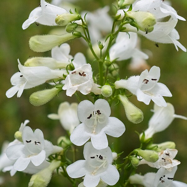 Penstemon digitalis