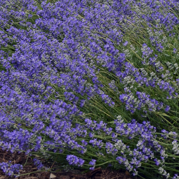 Lavender 'Blue Cushion'