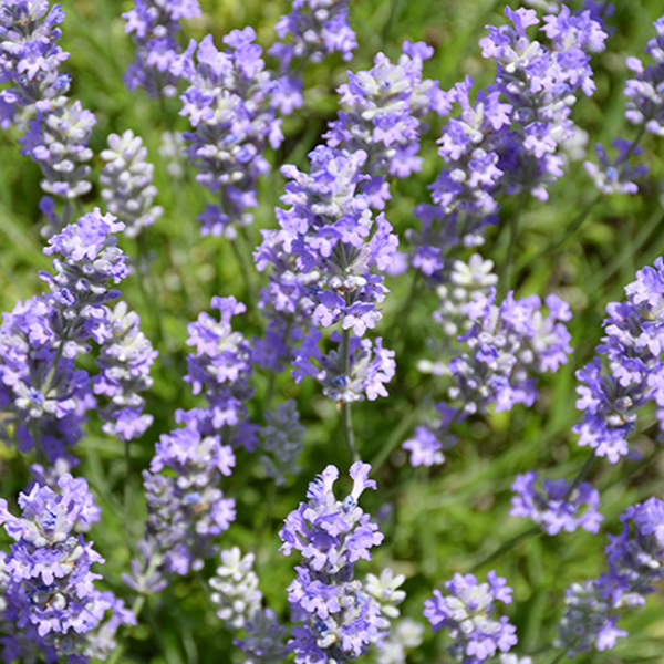 Lavender 'Blue Cushion'