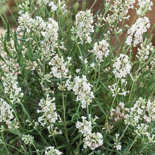 Lavender 'Elegance Snow'