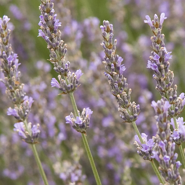 Lavender 'Provence'