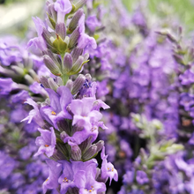 Load image into Gallery viewer, Lavender &#39;Sensational&#39;
