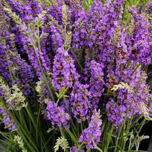 Load image into Gallery viewer, Lavender &#39;Sensational&#39;
