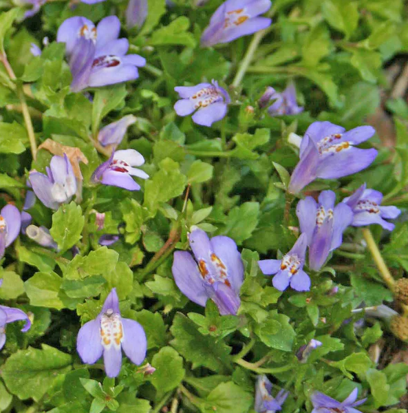 Mazus reptans