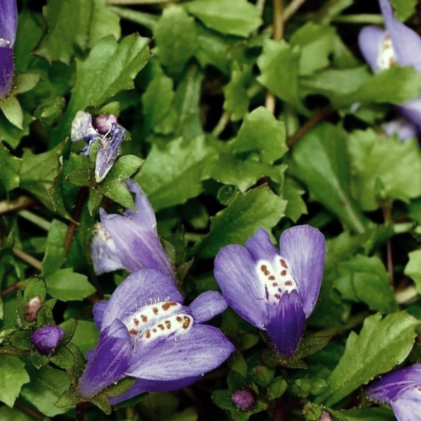 Mazus reptans