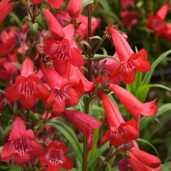 Penstemon 'Quartz Red'