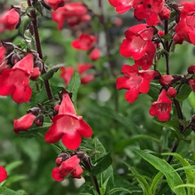 Load image into Gallery viewer, Penstemon &#39;Cherry Sparks&#39;
