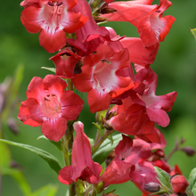 Load image into Gallery viewer, Penstemon &#39;Cherry Sparks&#39;
