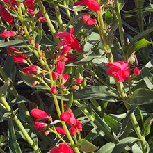Load image into Gallery viewer, Penstemon &#39;Red Riding Hood&#39;
