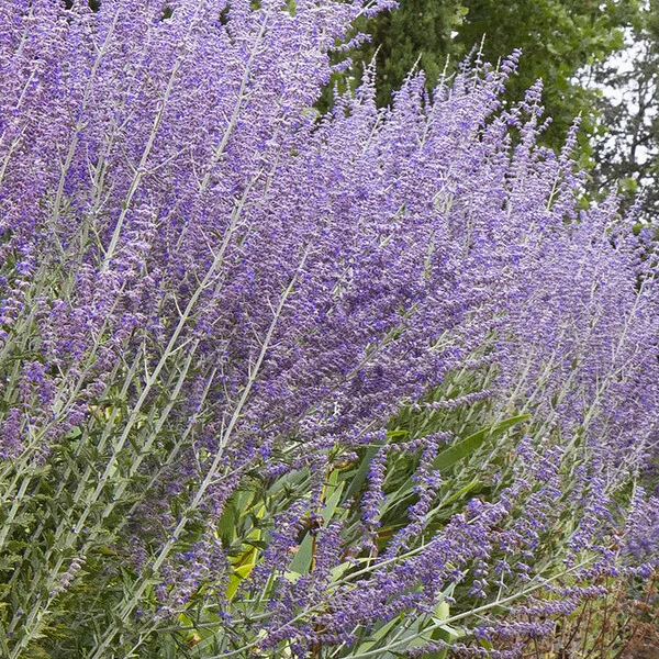 Perovskia atriplicifolia