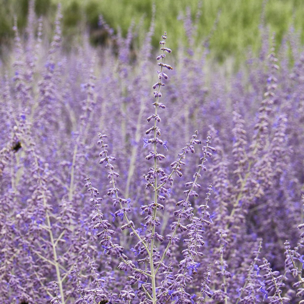 Perovskia atriplicifolia