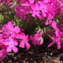 Load image into Gallery viewer, Phlox &#39;Drummond&#39;s Pink&#39;
