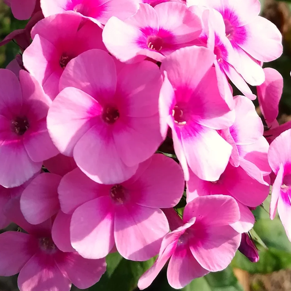 Phlox 'Drummond's Pink'