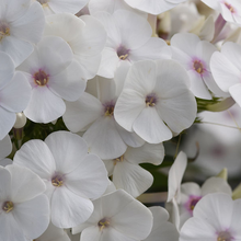 Load image into Gallery viewer, Phlox &#39;Super Ka-Pow White&#39;
