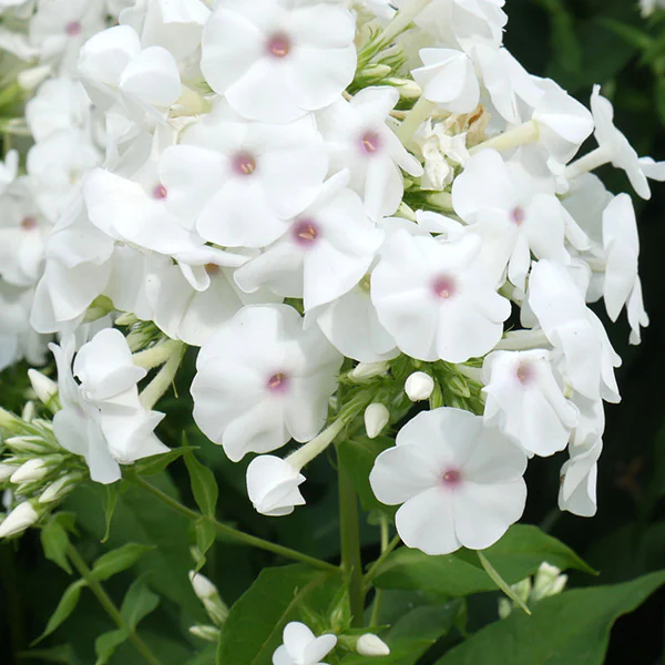 Phlox 'Super Ka-Pow White'