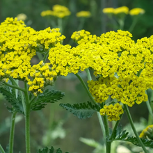 Load image into Gallery viewer, Achillea &#39;Sassy Summer Lemon&#39;
