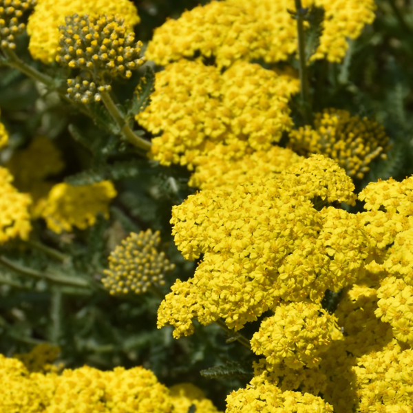 Achillea 'Sassy Summer Lemon'