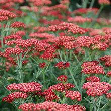 Load image into Gallery viewer, Achillea &#39;Sassy Summer Sangria&#39;
