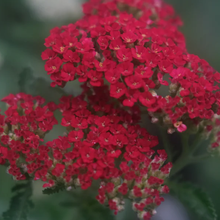 Load image into Gallery viewer, Achillea &#39;Sassy Summer Sangria&#39;

