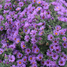 Load image into Gallery viewer, Aster thunderdome
