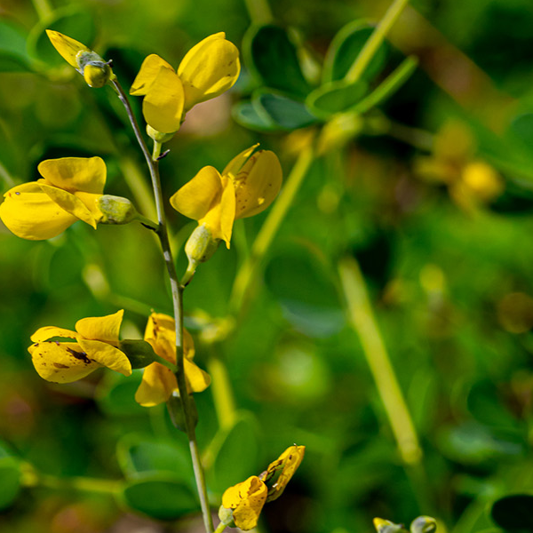 Baptisia tinctoria