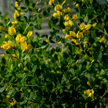 Load image into Gallery viewer, Baptisia tinctoria

