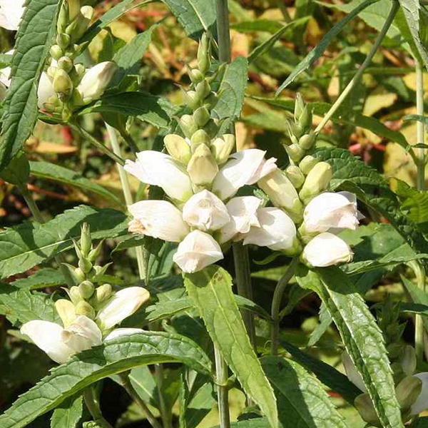Chelone glabra