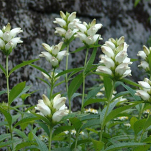 Load image into Gallery viewer, Chelone glabra
