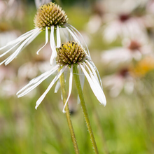 Load image into Gallery viewer, Echinacea pallida &#39;Hula Dancer&#39;
