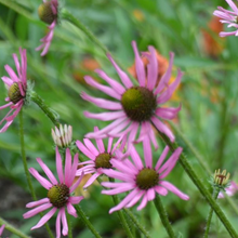 Load image into Gallery viewer, Echinacea tennesseensis &#39;Rocky Top&#39;
