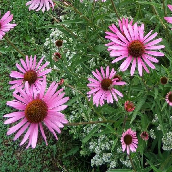 Echinacea tennesseensis 'Rocky Top'