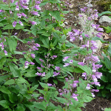 Load image into Gallery viewer, Penstemon smallii
