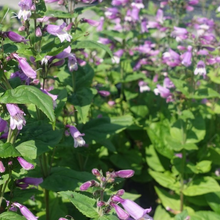 Load image into Gallery viewer, Penstemon smallii
