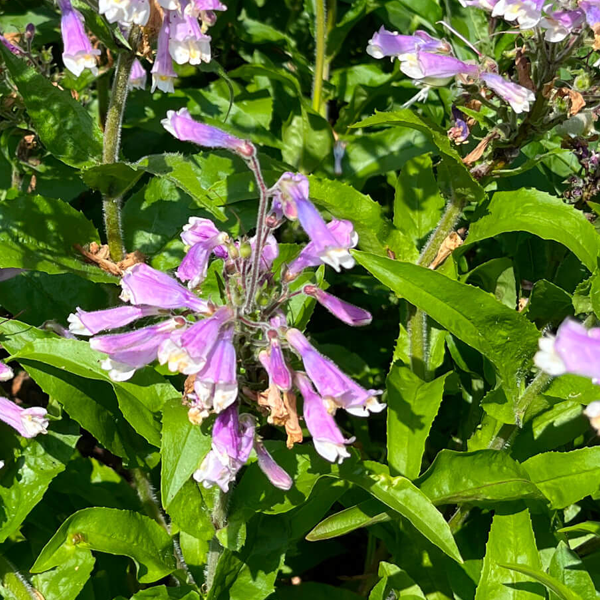 Penstemon hirsutus