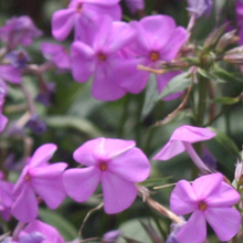 Load image into Gallery viewer, Phlox glaberrima ‘Morris Berd’

