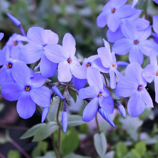 Phlox stolonifera ‘Sherwood Purple’
