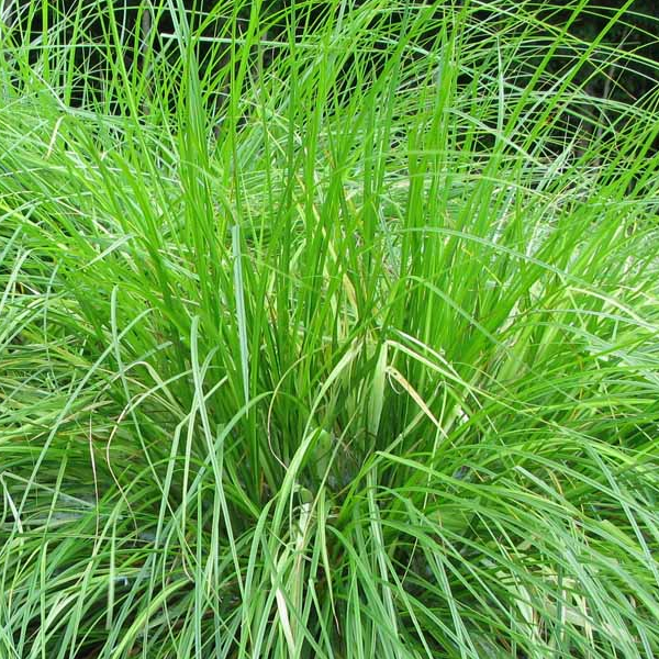 Carex vulpinoidea