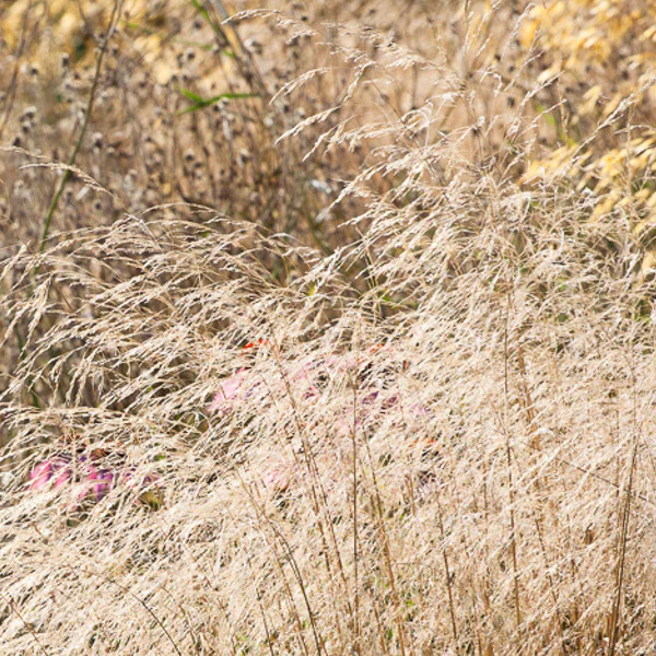 Deschampsia cespitosa 'Goldtau'