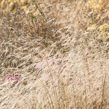 Load image into Gallery viewer, Deschampsia cespitosa &#39;Goldtau&#39;
