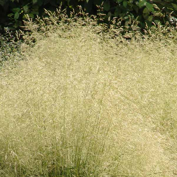 Deschampsia cespitosa 'Goldtau'